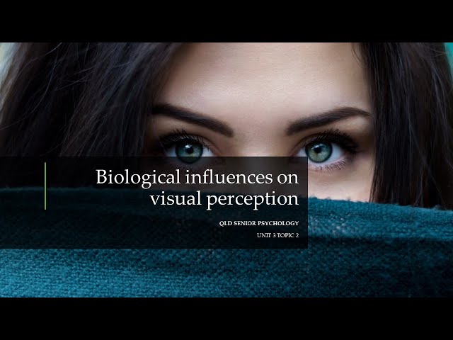 Biological Influences On Visual Perception