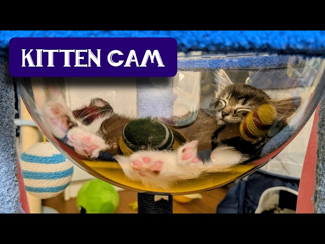 Kitten Room: Day 110 - Phoebe and 6 Kittens