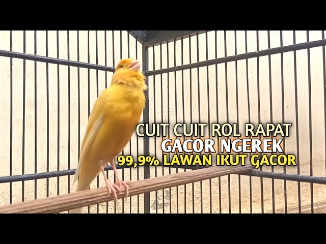 kenari gacor panjang Cuit Cuit EMOSI, Pancingan Kenari Paud Belajar Bunyi, terapi AMPUH Kenari MACET