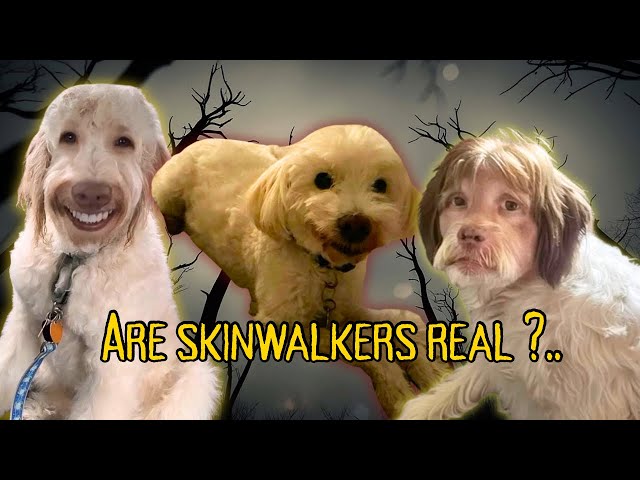 How to Know a Skinwalker Dog