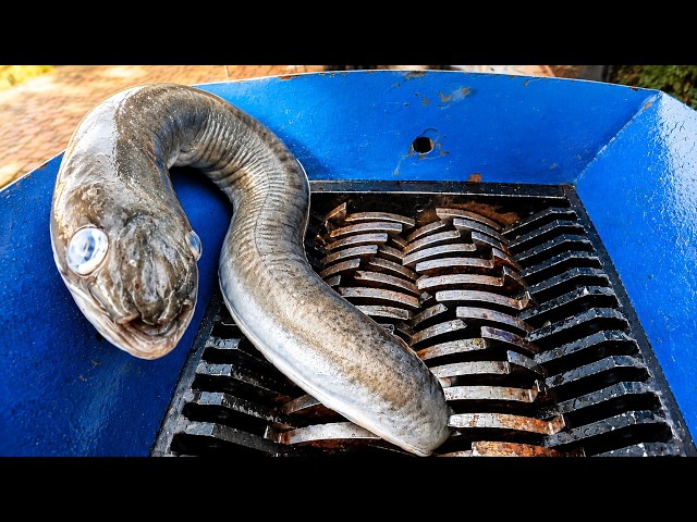 The Wildest Industrial Shredder Moments Ever