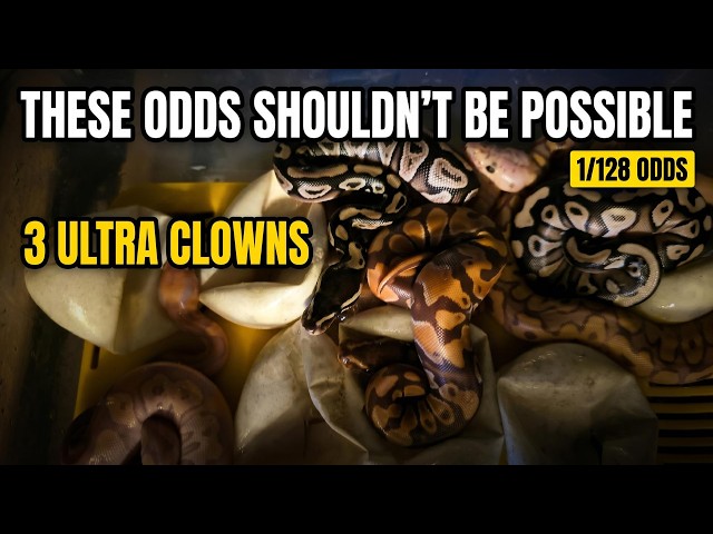 These Odds Shouldn't Be Possible 3 Ultra Clowns +