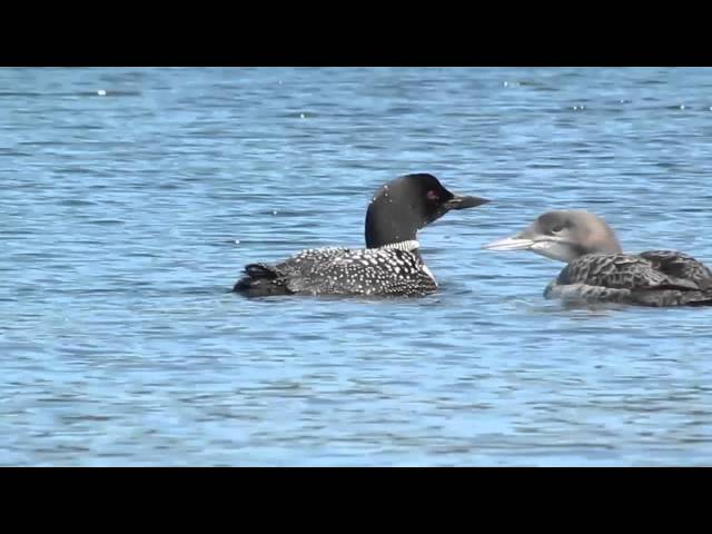The haunting call of the Common Loon