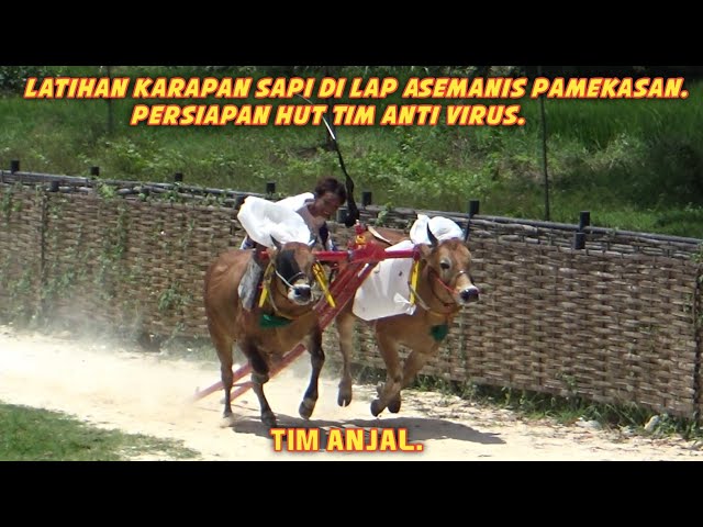 Latihan Karapan Sapi Di Lap Asemanis Pamekasan Persiapan HUT Tim Anti Virus Ada Tim Anjal. 