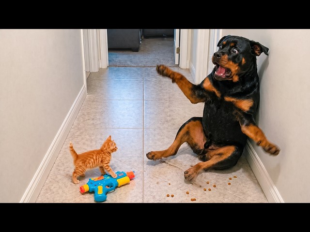 Overdramatic Animals That Will Make You Smile