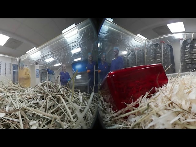 360 Voles used in research into Ultradian rhythms