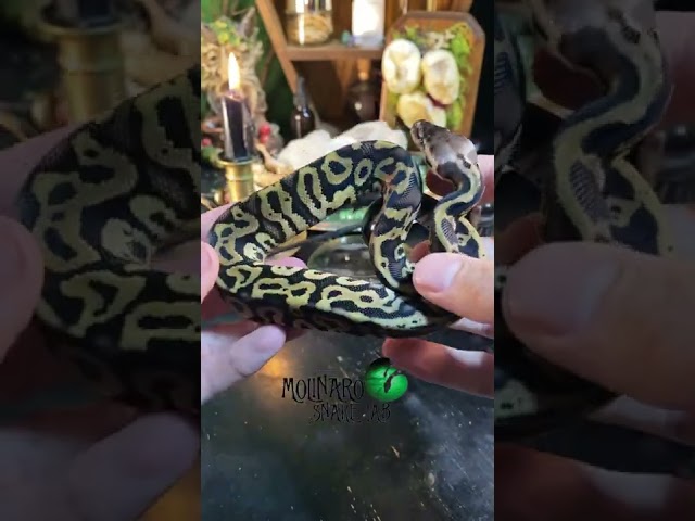 🐍 It’s critical to be able to read your snake’s body language! www.molinarosnakelab.com #ballpython