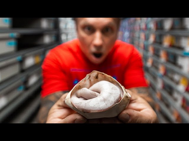 WORLDS FIRST SNAKE HATCHING!! INCREDIBLE BALL PYTHONS!! | BRIAN BARCZYK
