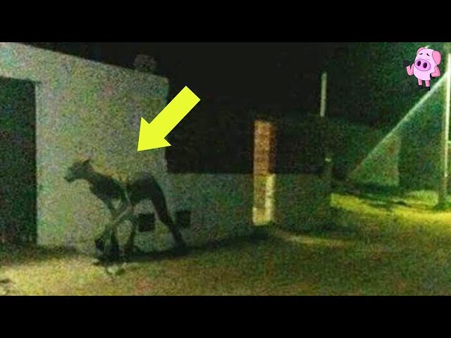 10 Creepy Cryptid Sightings Caught on Film
