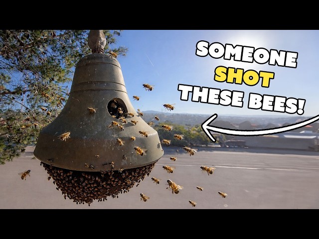 Someone SHOT These Bees!