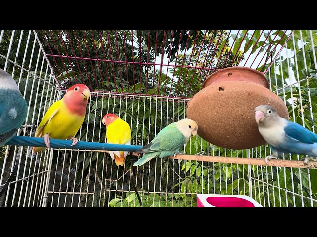 Lovebird Singing & Chirping Sounds – Green Fischer Pair