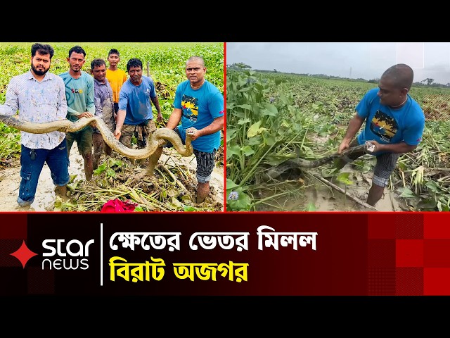 শ্রীমঙ্গলে ধানক্ষেত থেকে উদ্ধার বিশাল অজগর | Snake Rescue | Wild life | Star News