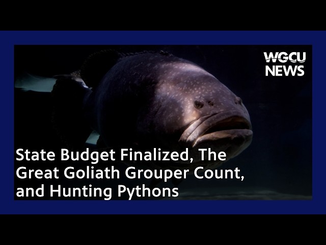 State Budget Finalized, The Great Goliath Grouper Count, and Hunting Pythons | 5-26-2026 | WGCU News