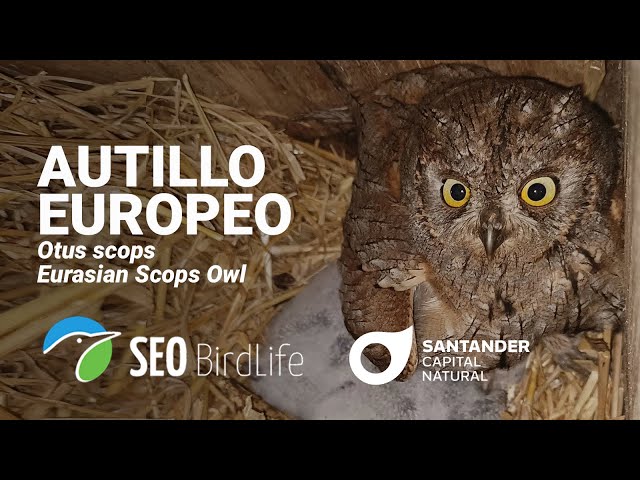 🔴DIRECTO Autillo europeo 🦉· Caja nido en Santander, Cantabria · 🔴LIVE Scops Owl in Spain 🦉