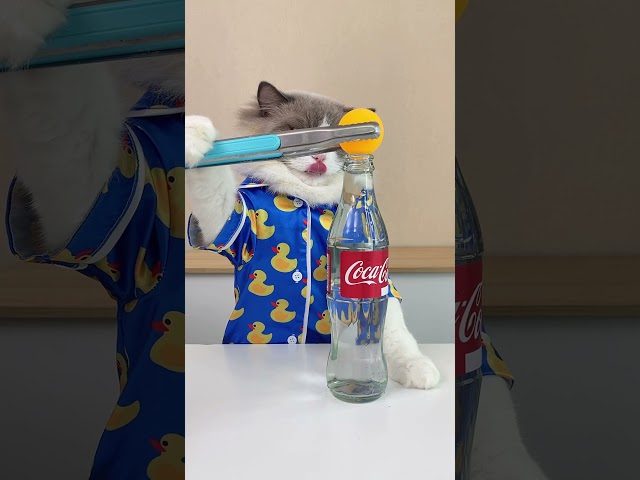 Mr. Science in the house! #thatlilttlepuff #puffknowsbetter #catsoftiktok