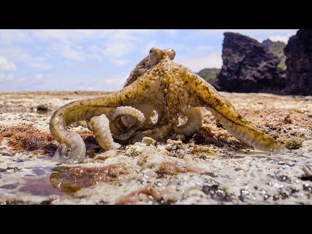 The Octopus that Walks on Land | Blue Planet III | BBC Earth