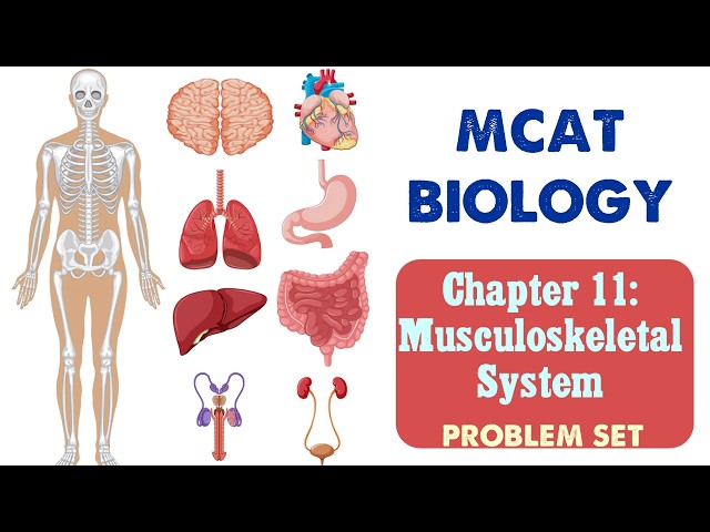 MCAT Biology: Chapter 11 - The Musculoskeletal System Problem Set