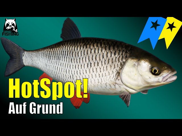 Russian Fishing 4 - Windenbach - Hot Spot!!! Chub on the bottom, Trophy and Super Trophy #rf4