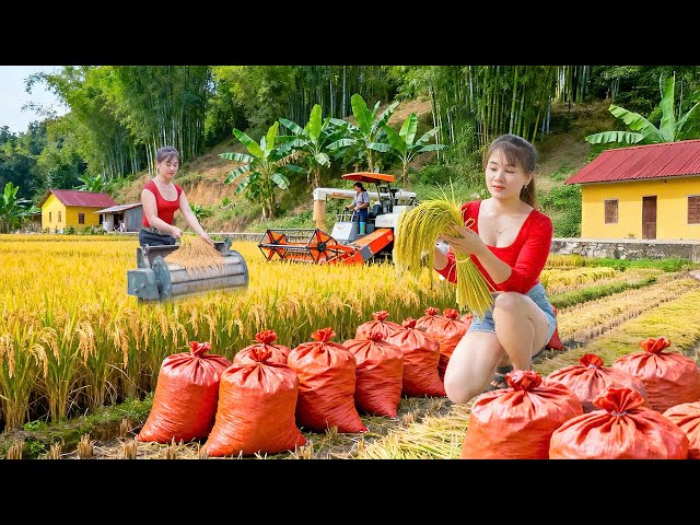 Harvesting Upland Rice, How to Dry and Preserve Upland Rice | Nhất My Bushcraft