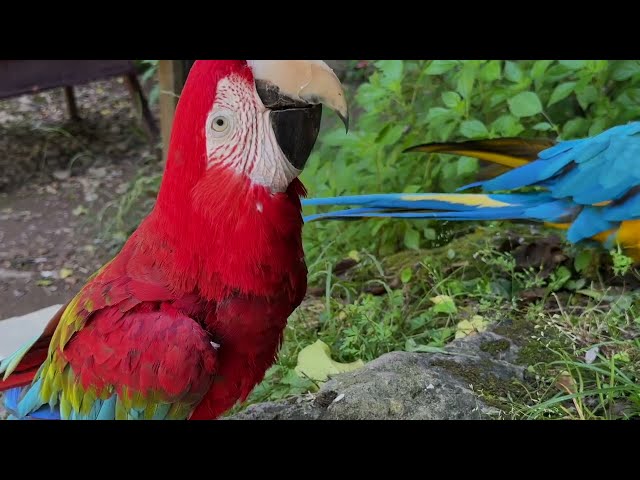 Parrot free stock video Free for use & downloud | Pristix Vision