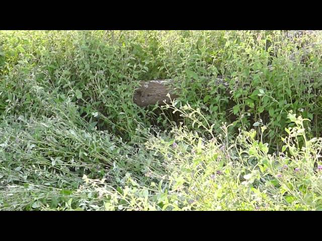 Baby leopard cries in the Serengeti1