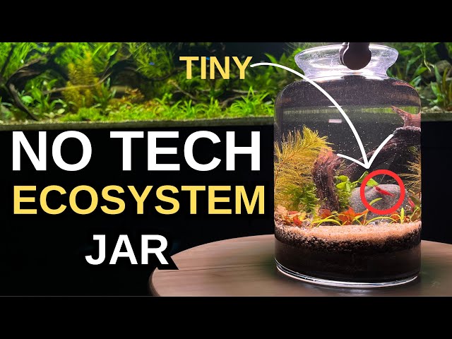 I made an Ecosystem in a Jar, No Tech Aquarium, Aquascape Tutorial, Planted Aquarium