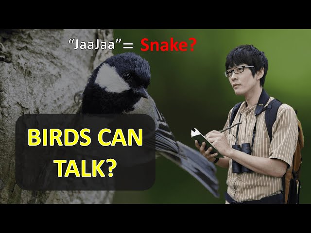 After 20 Years, This Scientist Proved Birds Can Talk and Use Grammar