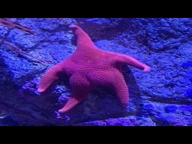 Top 5 Fish