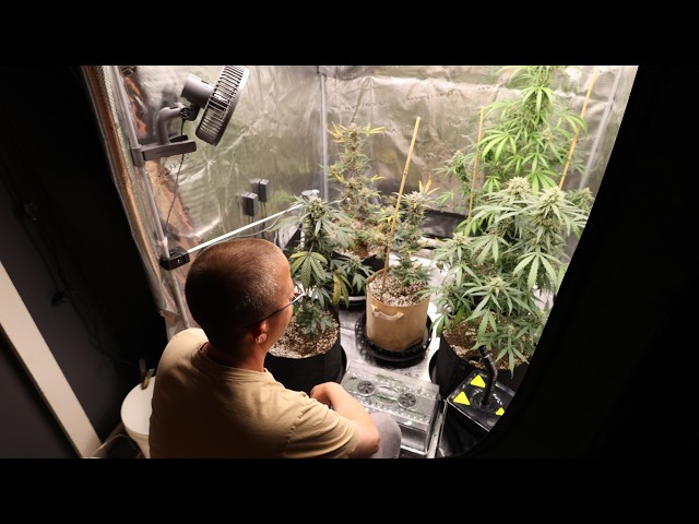 How To Grow Autos w/Dr Earth Day 75 | Photos Day 10F | Marshydro FC4800 EVO -ADLITE