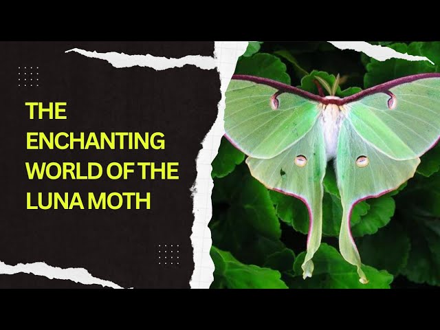 Elegance in Flight: The Enchanting World of the Luna Moth