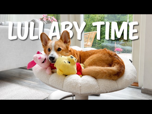 BEDTIME - Topi the Corgi