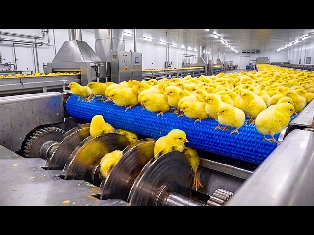 Inside a Massive Chicken Factory | How Millions of Eggs Become Broiler Chickens Full Factory Process