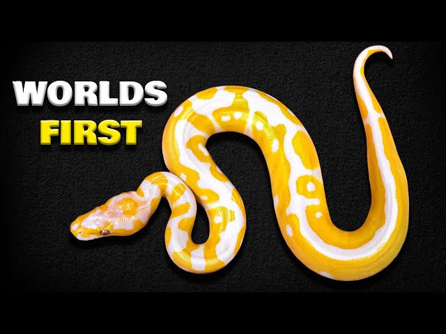 We Got Lucky With This Snake! Wish We made 2