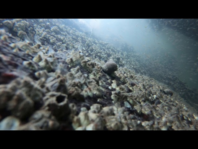 Barnacles and friends in Camden Harbor