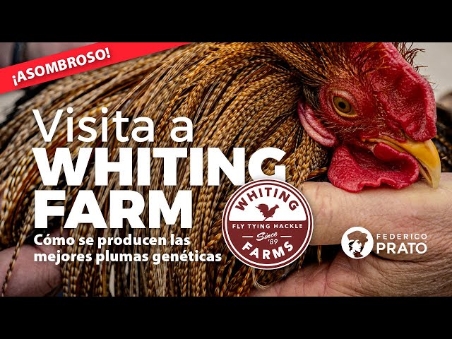 Visita a Whiting Farm, las mejores plumas genéticas #pescaconmosca #flyfishing #atadodemoscas