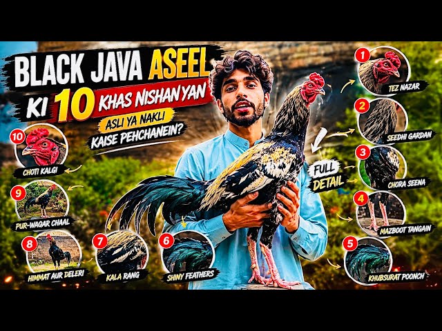     Black Java Aseel Murga | 10 Asli Nishaniyan Jo Har Shakhs Ko Pata Honi Chahiye 🐓June 11, 2026