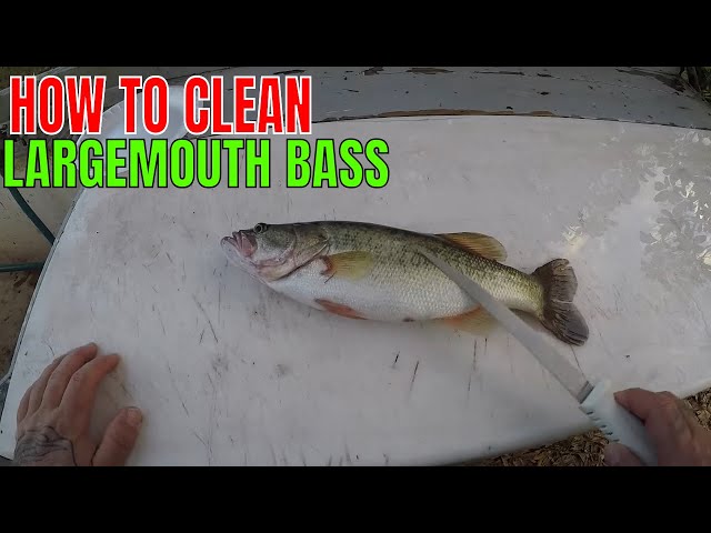 HOW TO CLEAN A LARGEMOUTH BASS