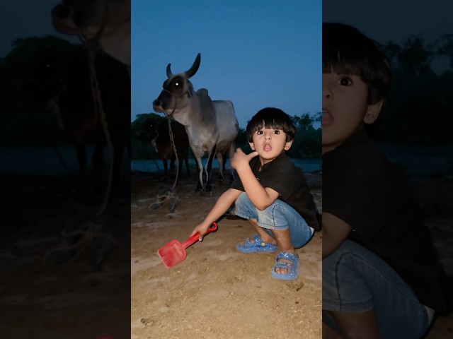 Moh 🐄 Behind Is Angry Cow 😱|