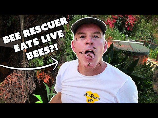 Full Day of Bee Rescues | Training a NEWBEE