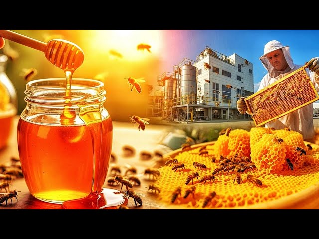 From Hive to Jar: Watch How Honey Is Made in a Modern Factory