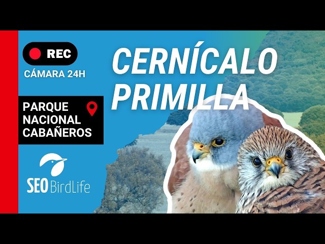 Cernícalo primilla · EXTERIOR ·🔴DIRECTO Parque Nacional de Cabañeros