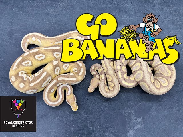 All about the Banana gene, what you need to know and NOT!