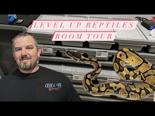 Ball Python Room Tour!!!