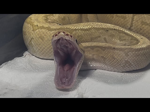 DRAKKON | Banana Pinstripe Royal / Ball Python | #feeding 🍌🎬 (17.01.26)