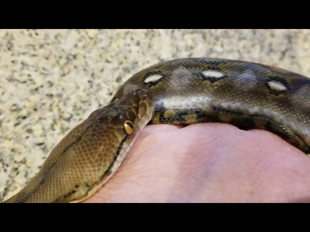 Male Super Dwarf Kalatoa Reticulated Python