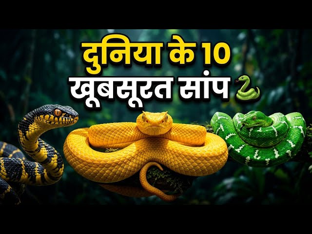 दुनिया के 10 सबसे खूबसूरत सांप 🐍 | Top 10 Most Colorful Snakes in the World | Facts Modak
