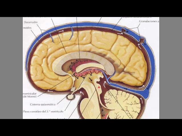 Cerebrospinal fluid (CSF) and its circulation
