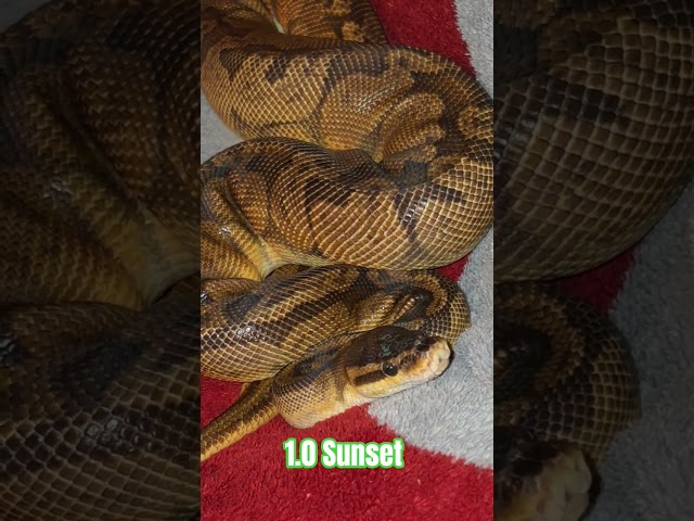 1.0 Sunset #sunset #snake #shortsviral #viral #reptiles #shortvideos #python #viralvideos #shorts