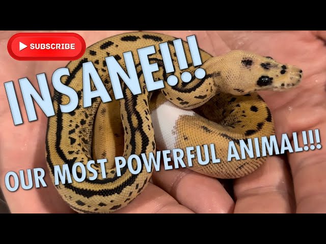 OUR MOST POWERFUL ANIMAL EVER?!!? YOU WONT BELIEVE THESE NEW SNAKES!!!