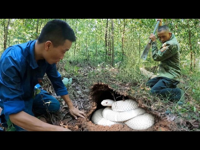 A massive, century-old snake nest was discovered in the dense forest.